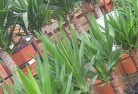 Narraportplant-nursery-10.jpg; ?>
